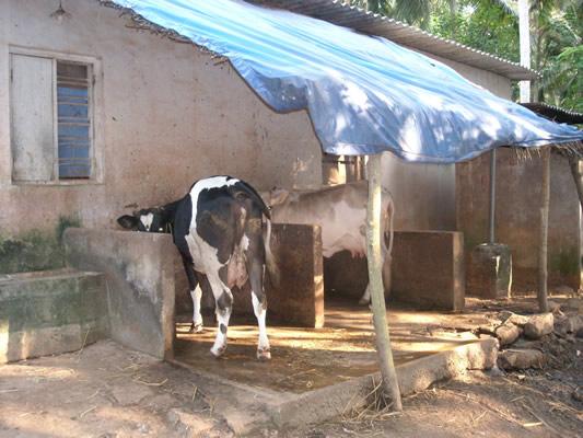 Cows provide milk for the children